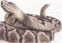 Возле глаз гремучей змеи есть органы, способные улавливать инфракрасные лучи